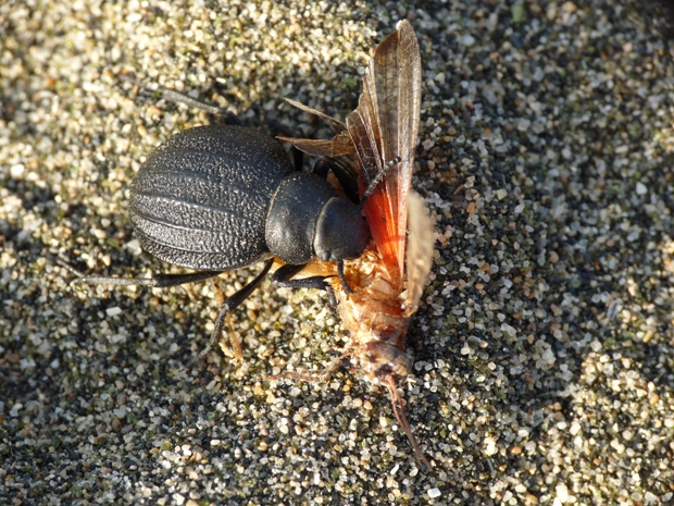 Pimelia bipunctata